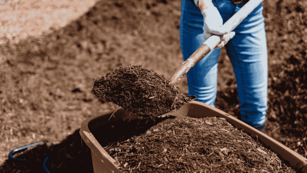 A landscaper uses a shovel to spread soil from a wheelbarrow.