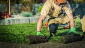 A landscaper uses rolls of sod over topsoil for a lawn project.